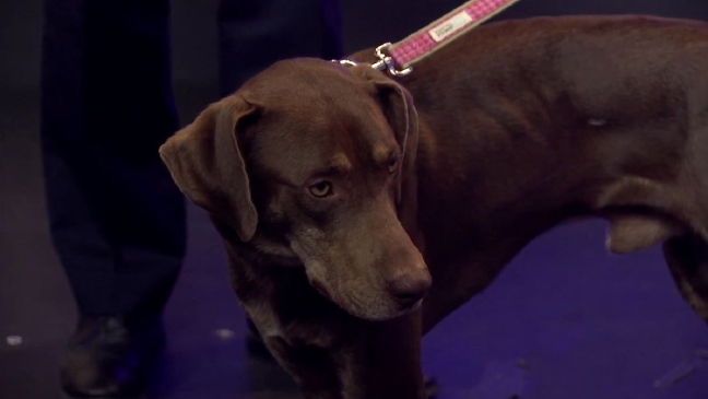 Fur-Ever Friend: Animal Refuge League of Greater Portland