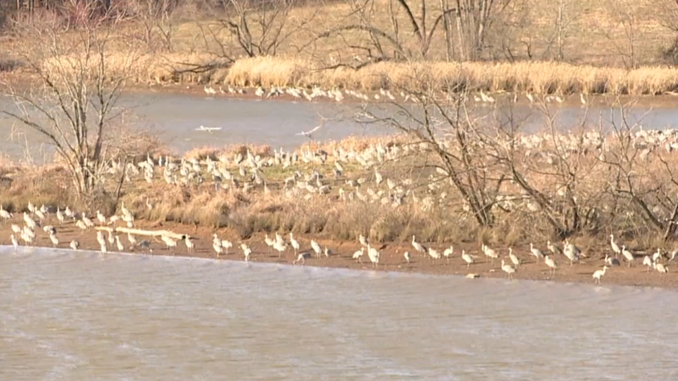 Hundreds of cranes arrive at the Hiwassee in time for the Sandhill