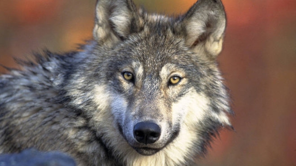 140404_Wolves.jpg
