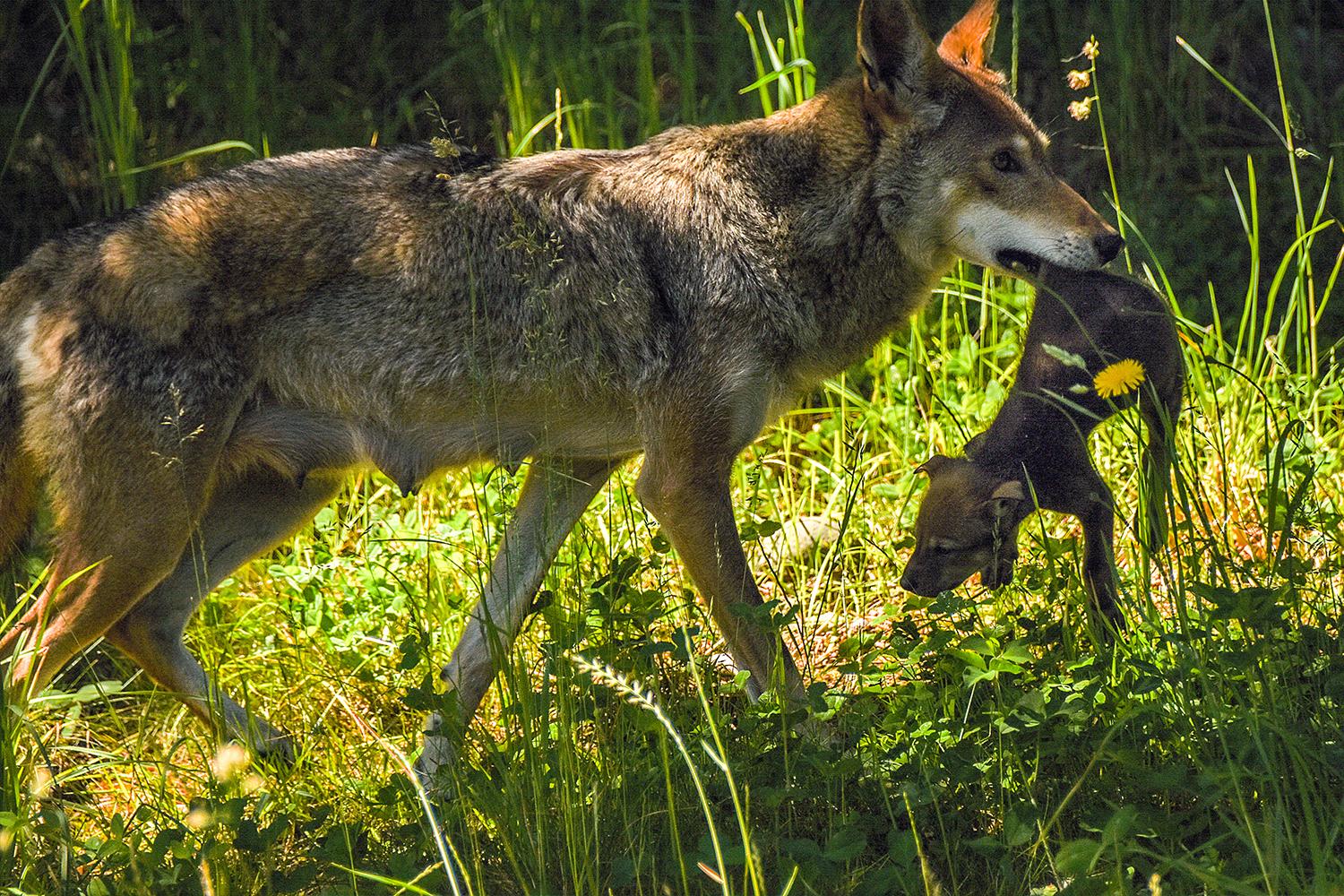 Photos: Meet the adorable (& endangered) Red Wolf Pups at Point