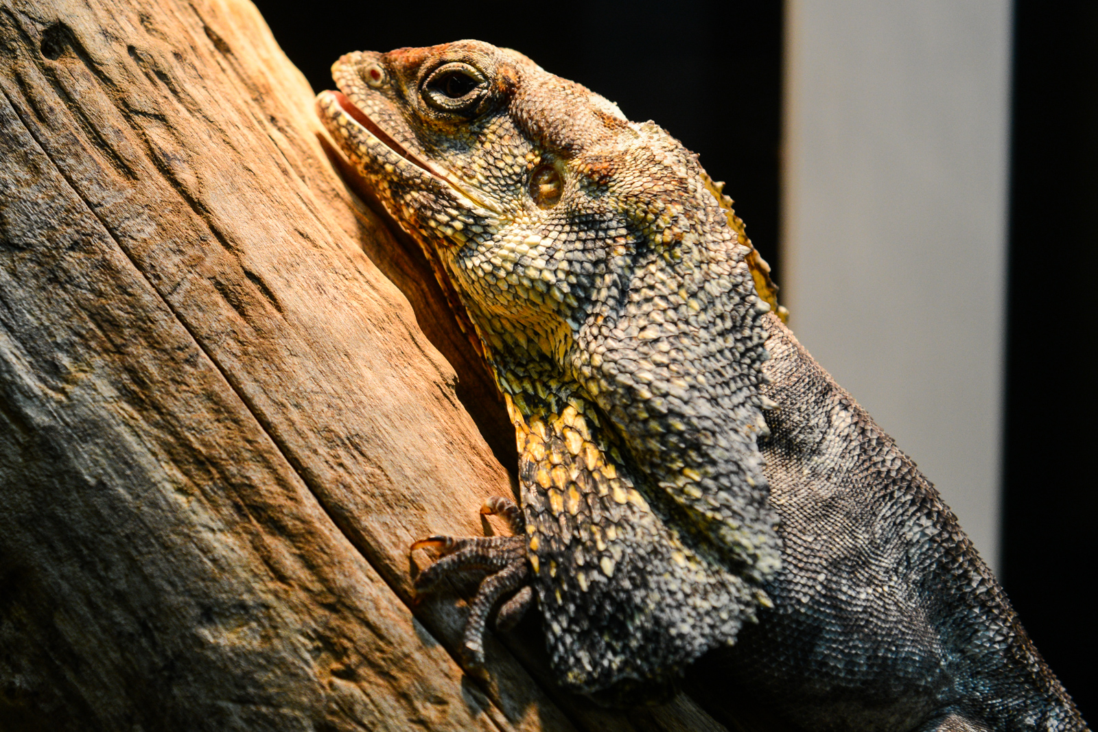 A day trip out to Monroe's Reptile Zoo Seattle Refined