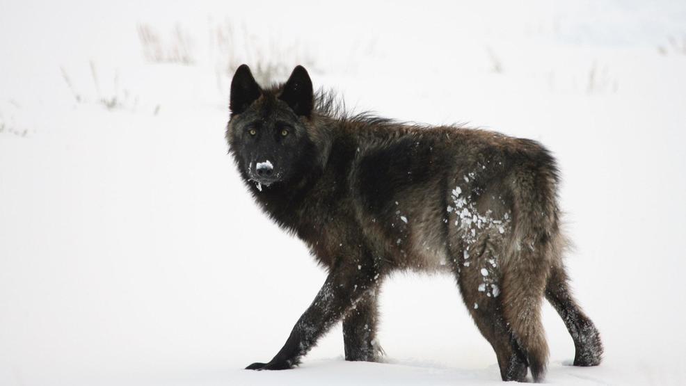Wolf reintroduction program still controversial 25 years later | KECI