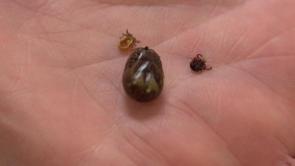 Tick Tick Tick It's Tick time in northern Michigan WPBN