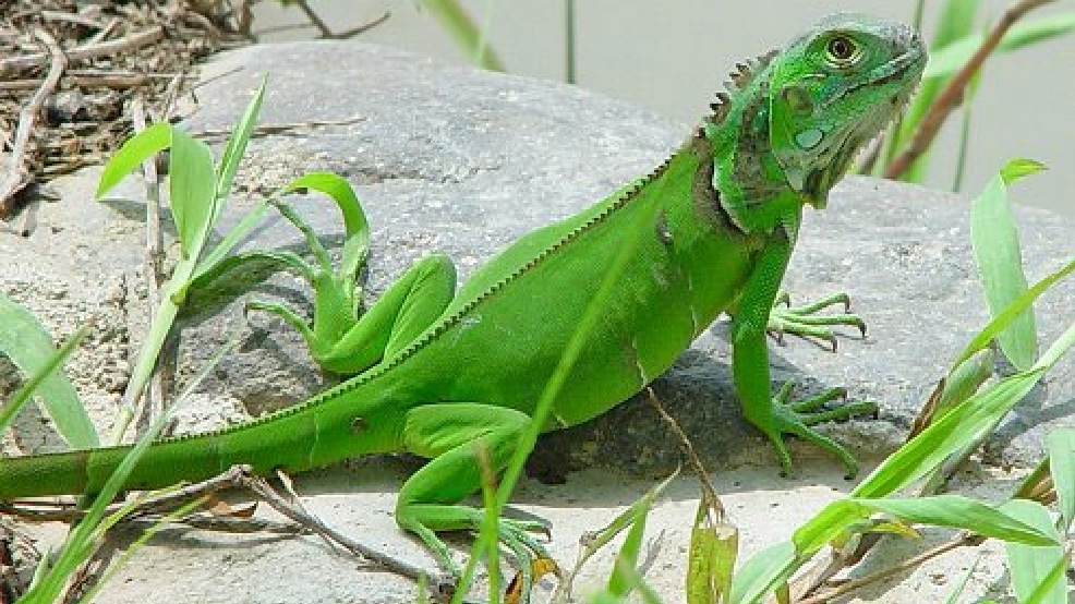 petco iguana