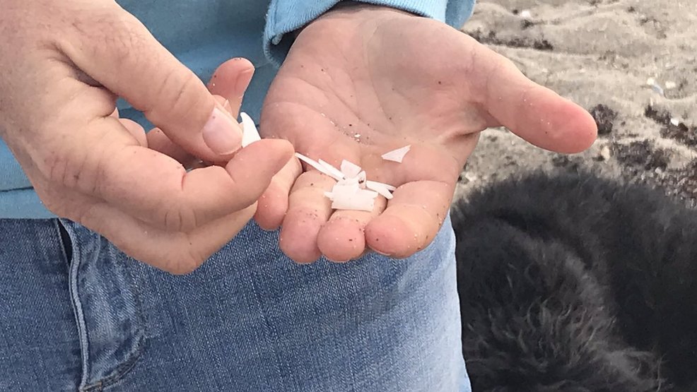 Microplastics found in shellfish in the Treasure Coast; two locals try ...