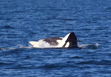 Michael harris forex pacific whale watch