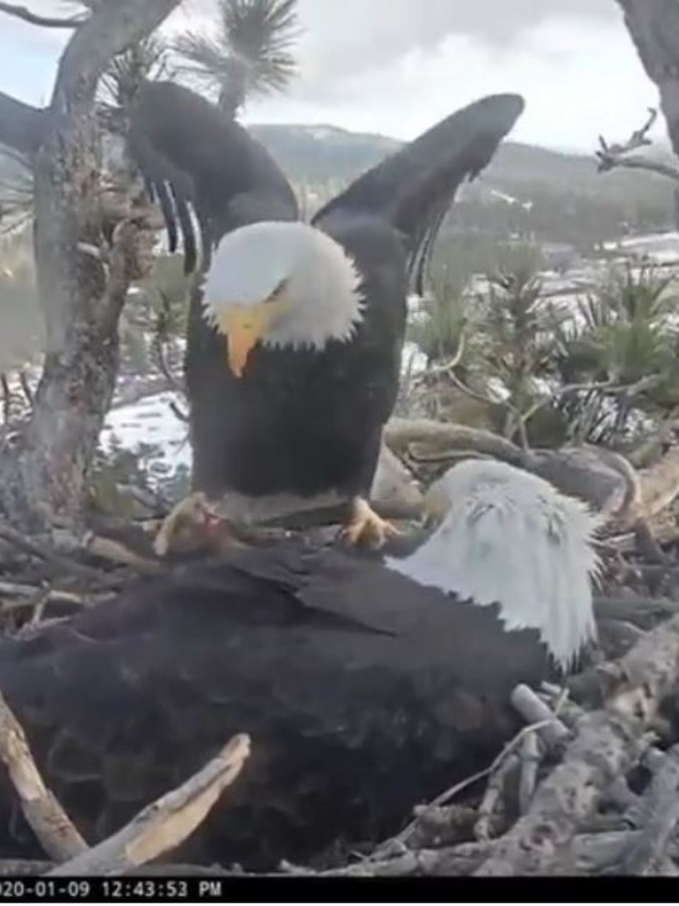 Watch Big Bear Lake Bald Eagle Nest Cam Kmph