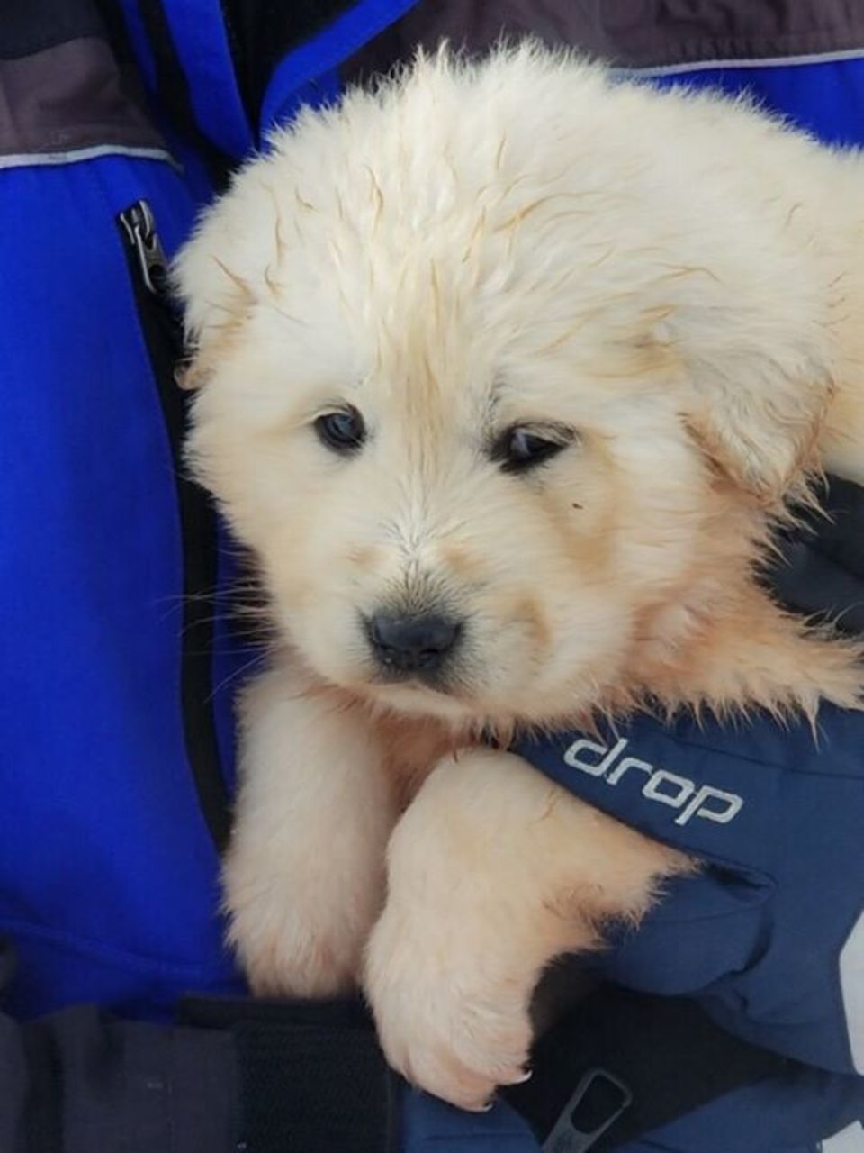 great pyrenees puppies for adoption near me