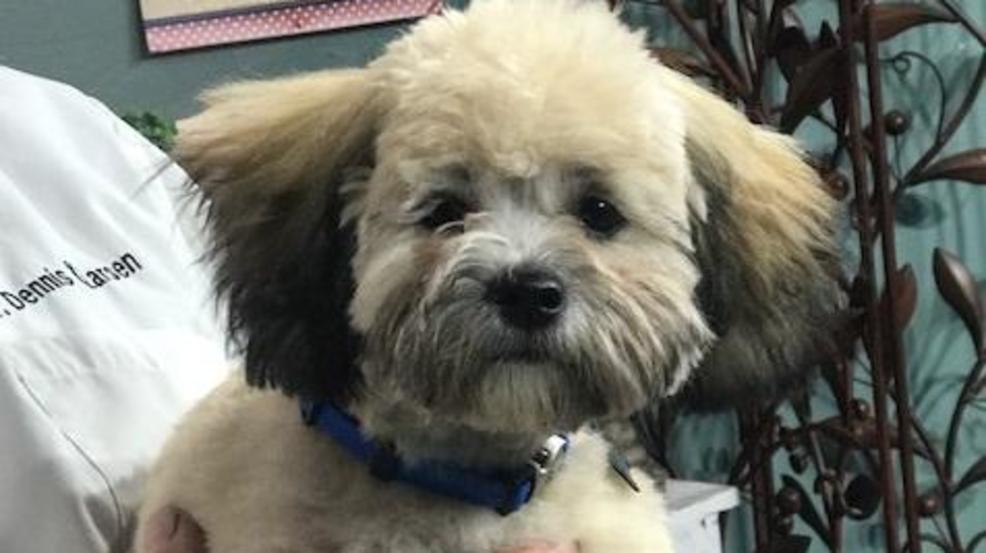 Pet Doc Preventing And Treating Fly Strikes Khgi