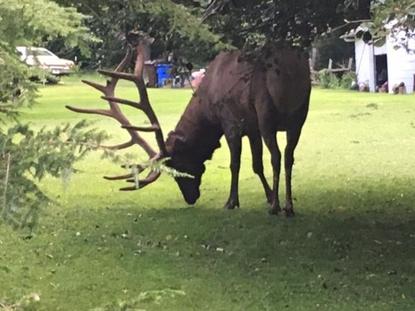 ELK